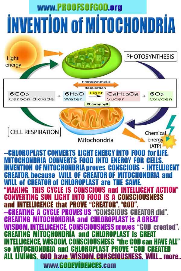 evidences of God, proofs of God, proof of God, signs of God, God is real proofs, God exists proofs, god's evidences